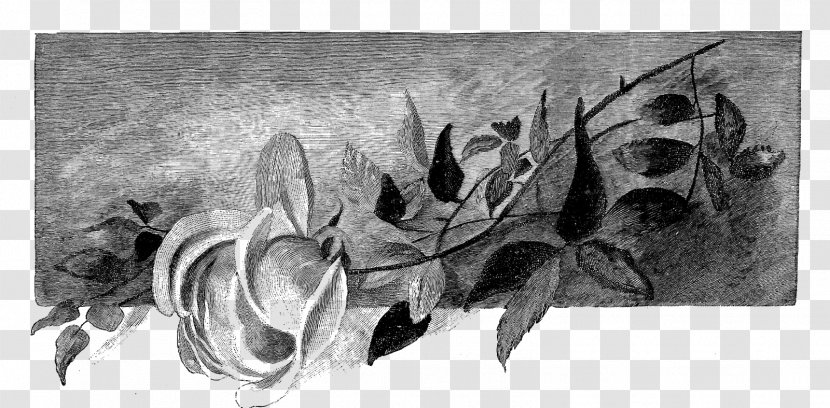 Drawing Visual Arts Painting Sketch - Still Life Photography - Flowers Shading Transparent PNG