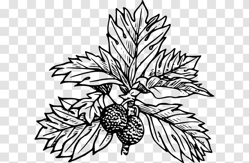 Breadfruit Leaf Tree Clip Art - Floral Design Transparent PNG