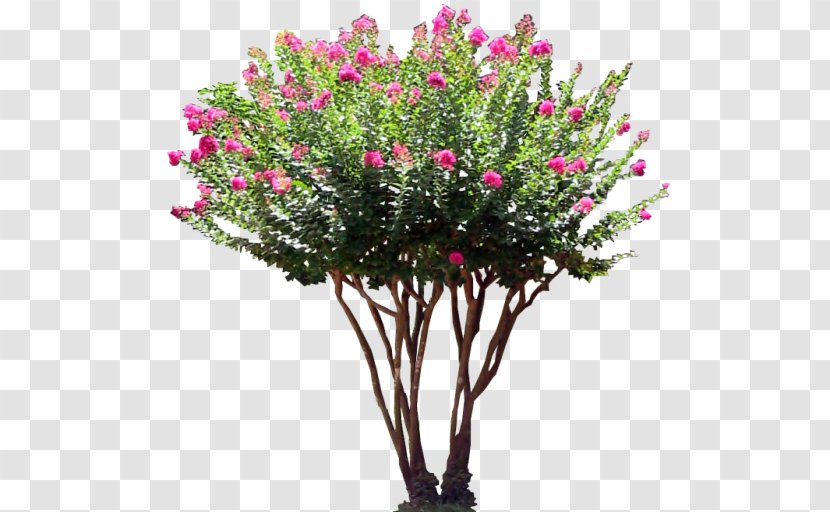 Shrub Tree Flower - Crepe Myrtle - Lilac Transparent PNG