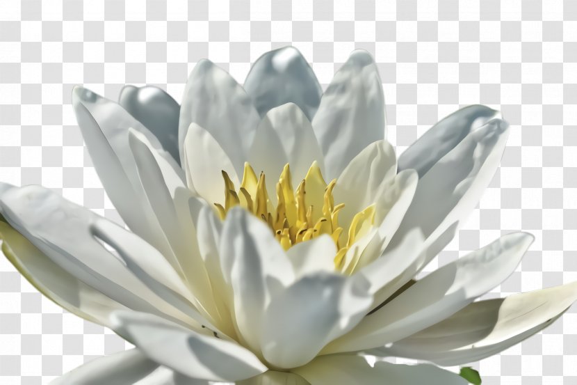 Fragrant White Water Lily Flower Petal Plant - Aquatic Transparent PNG