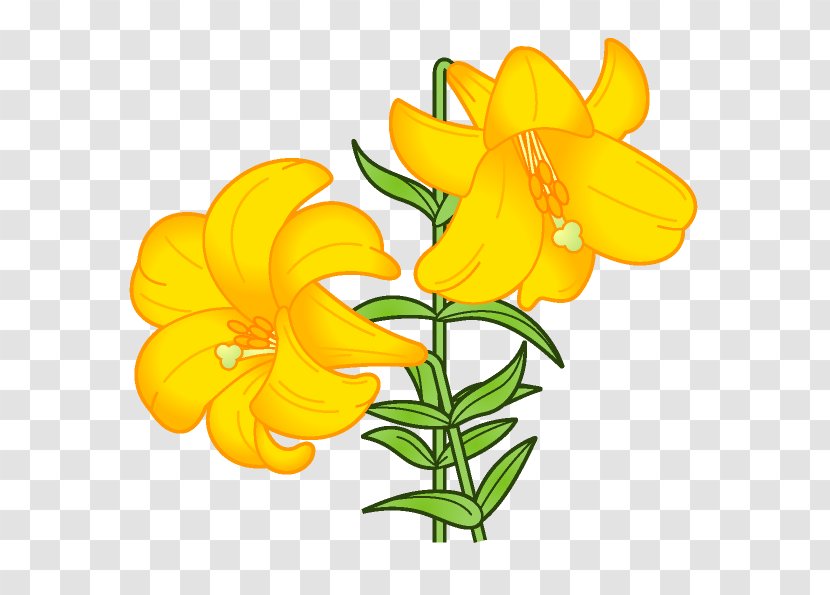 Lilium Flower Book Illustration Clip Art Transparent PNG