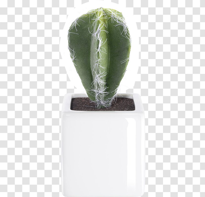 Cactaceae Cactus V Succulent Plant Vase Transparent PNG