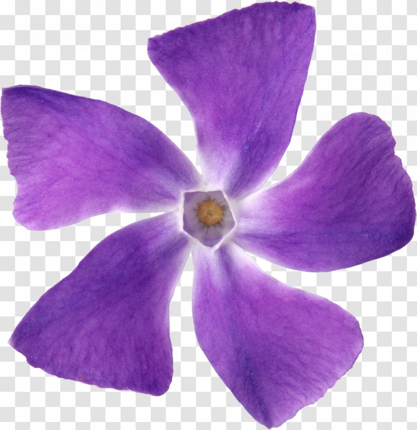 Purple Flower Petal Violet Lilac Transparent PNG