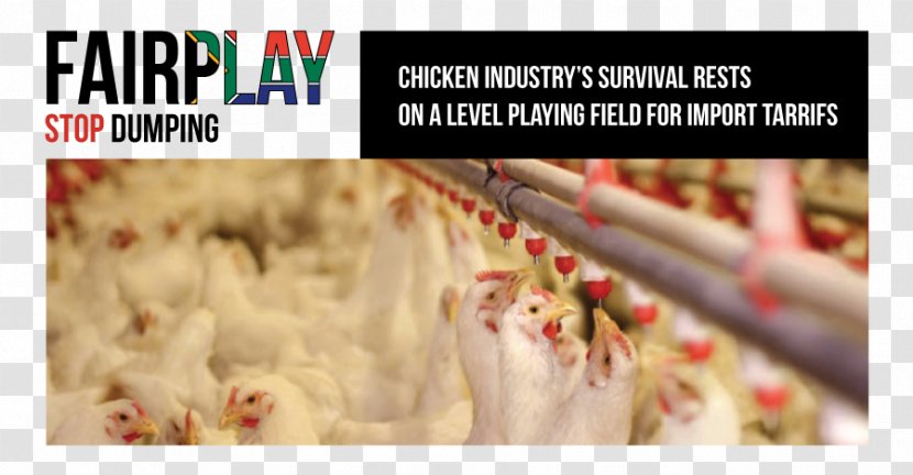 Broiler Chicken Health Enteritis Poultry - Field Survival Transparent PNG