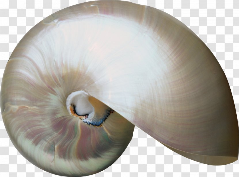 Seashell Invertebrate Molluscs Nautilida Clip Art - Digital Image - Shell Transparent PNG