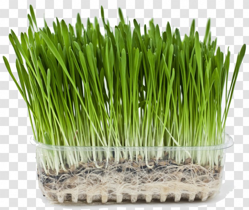 Juice Organic Food Barley Wheatgrass Grasses - Grass Family Transparent PNG