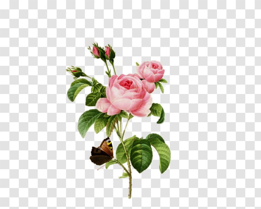 Cabbage Rose French Botanical Illustration Botany - Flowering Plant - Islamic Post Transparent PNG