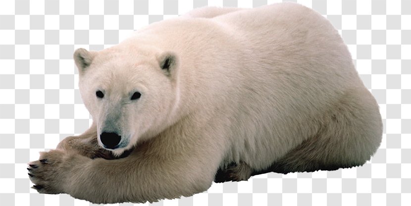 Polar Bear Arctic Mathematics Svalbard - Snout Transparent PNG