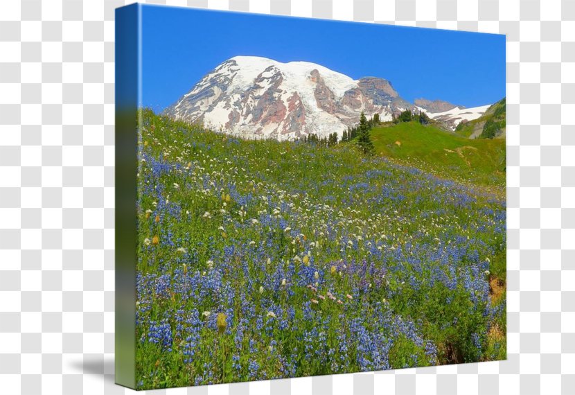 Nisqually Glacier Mount Rainier National Park Scenery - Fell Transparent PNG