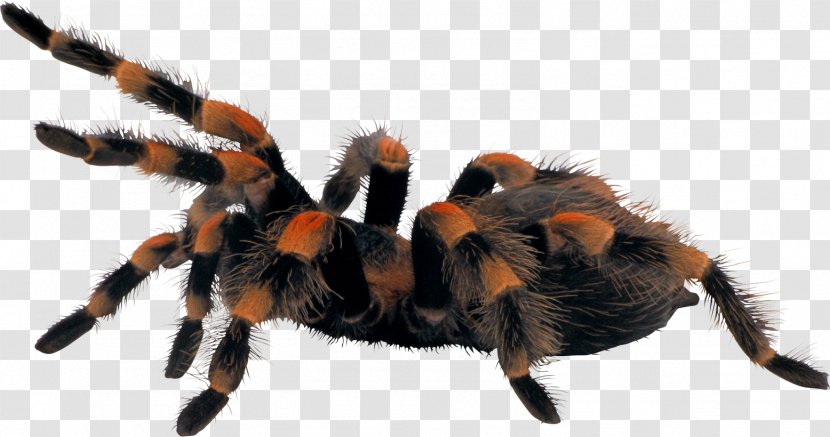 Spider Tito & Tarantula Image - After Dark Transparent PNG