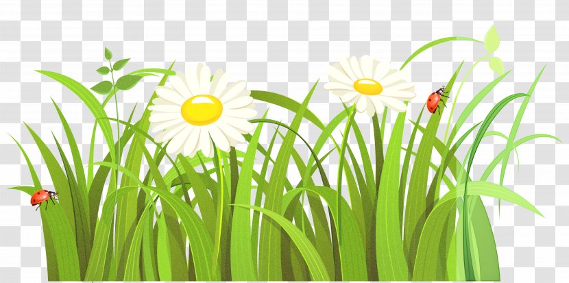Daisy - Yellow - Camomile Transparent PNG