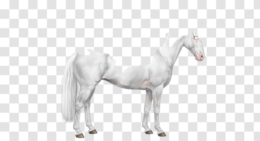 Mustang Stallion Pony American Paint Horse Mane - Quarter - Splash Transparent PNG