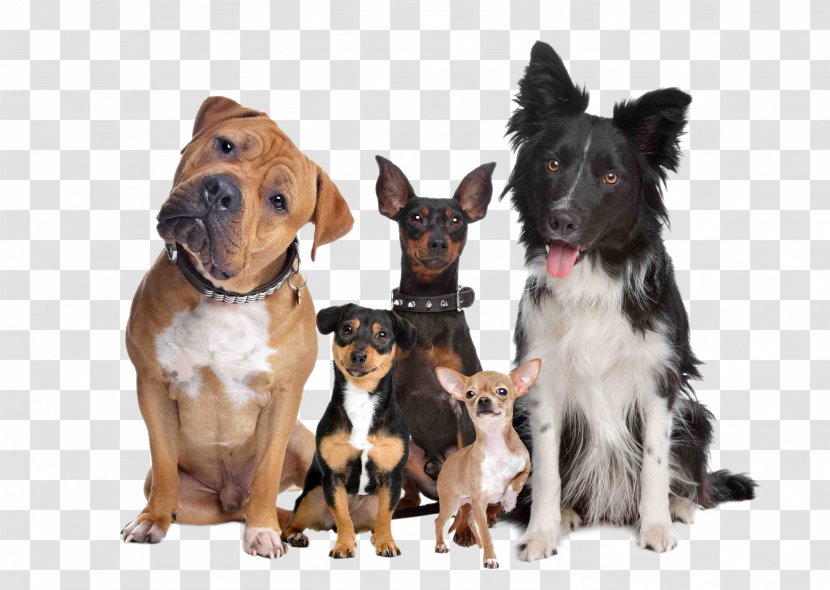 Labrador Retriever Puppy Cat Dog Breed Type - A Group Of Pet Dogs Transparent PNG