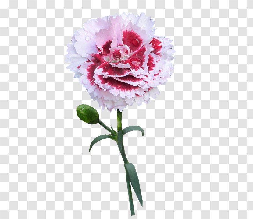 Carnation Flower Image Photograph - Rose Order Transparent PNG