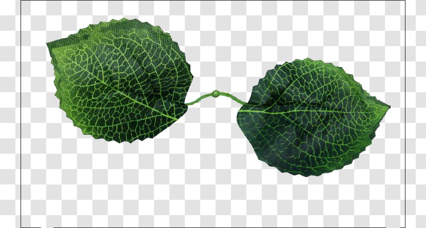French Hydrangea Leaf Flower - Branch - Green Leaves Transparent PNG