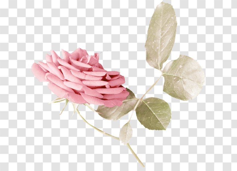 Cabbage Rose Garden Roses Cut Flowers Petal Plant Stem - Pink M Transparent PNG