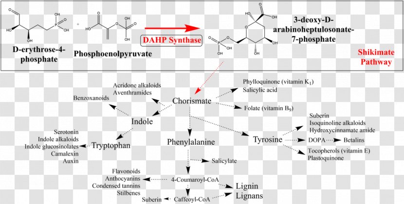 DAHP Synthase Shikimate Pathway Shikimic Acid Biosynthesis Metabolic - Aromatic Amino - Technology Transparent PNG