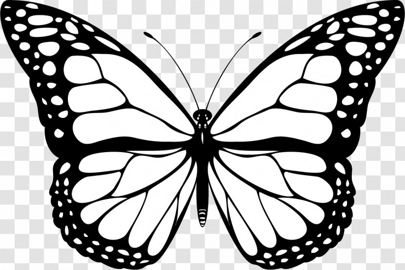 Butterfly Black And White YouTube Clip Art - Invertebrate - Decoration Transparent PNG
