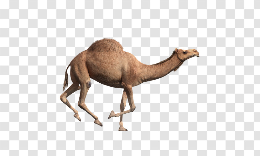 Camel Camelid Arabian Camel Animal Figure Wildlife Transparent PNG