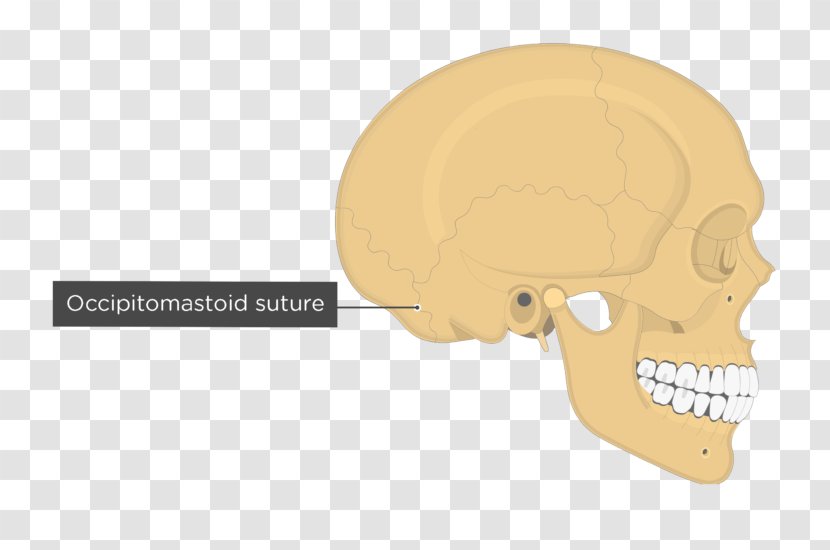 Skull Anatomy Parietal Bone Mastoid Part Of The Temporal Fibrous Joint Transparent PNG