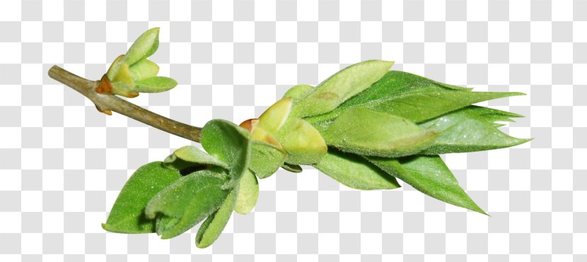 Leaf Plant Stem Flower Adobe Photoshop - Swag Transparent PNG