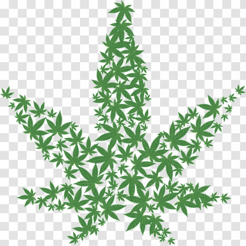 Cannabis Sativa Cup Skunk Medical - Pine Family Transparent PNG