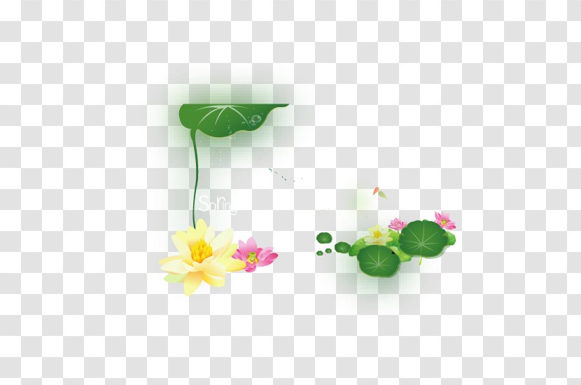 Nelumbo Nucifera Green Clip Art - Flower - Great Fresh Lotus Transparent PNG