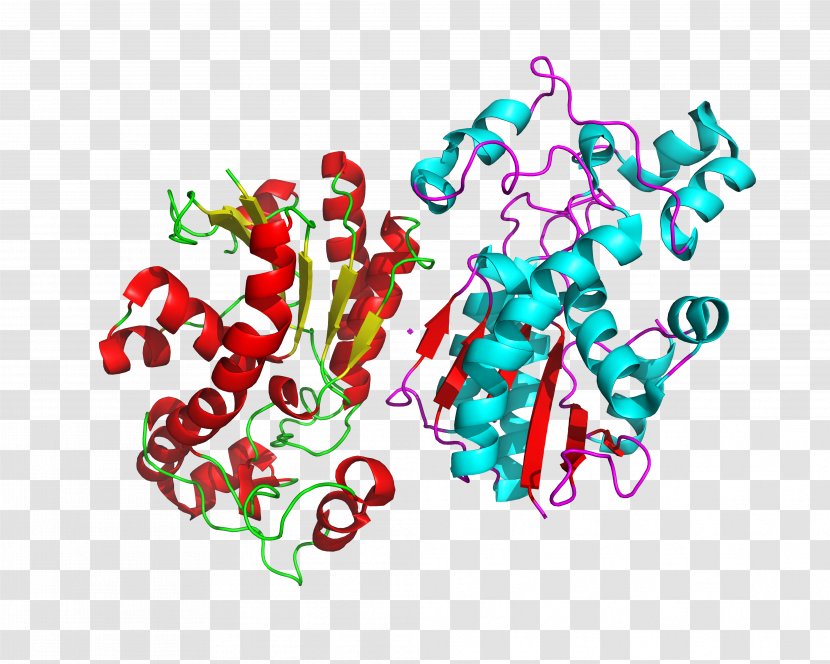 Bisphosphoglycerate Mutase 3-Phosphoglyceric Acid 2,3-Bisphosphoglyceric - Tree - Protein Transparent PNG