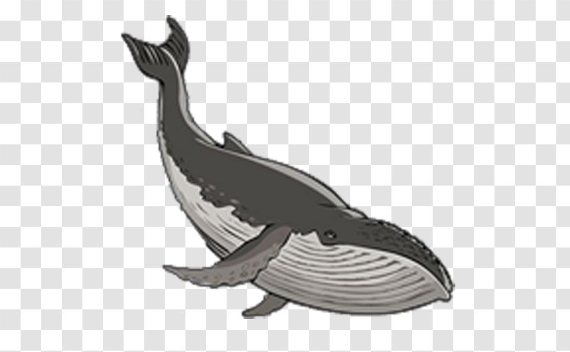 Porpoise Whale Dolphin Cetacea Marine Mammal Transparent PNG