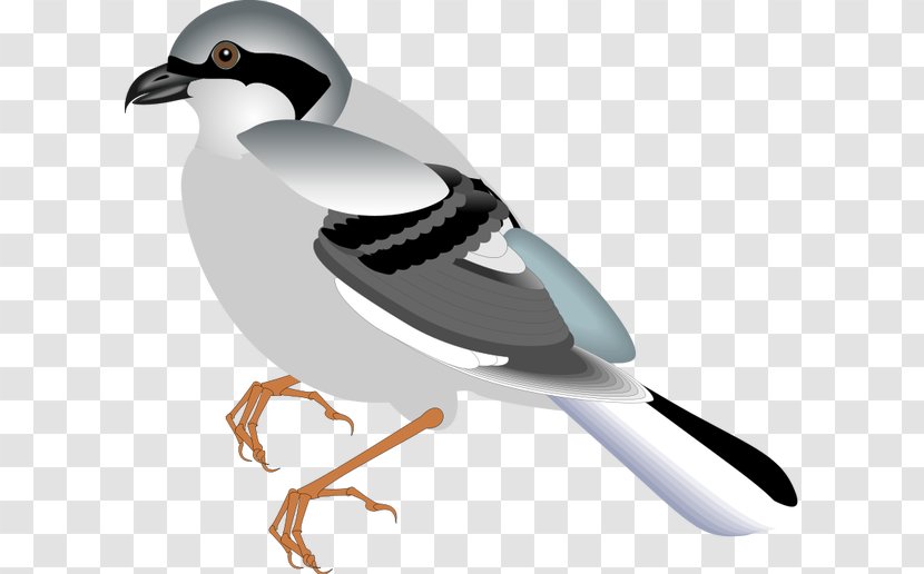 Bird Illustrations Clip Art Sparrow Duck - Flight - Love Birds Transparent PNG