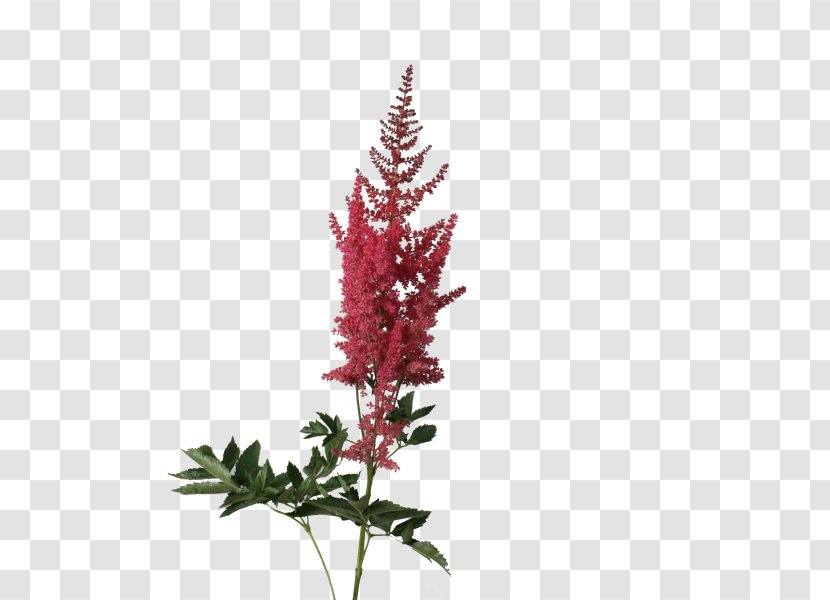 Astilbe Arendsii Group Chinese False Buck's Beard Cut Flowers - Frame - King Spider Orchid Transparent PNG