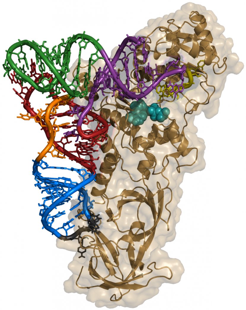 Aminoacyl TRNA Synthetase Transfer RNA Biology Anticodon - Ribosome - Acid Transparent PNG