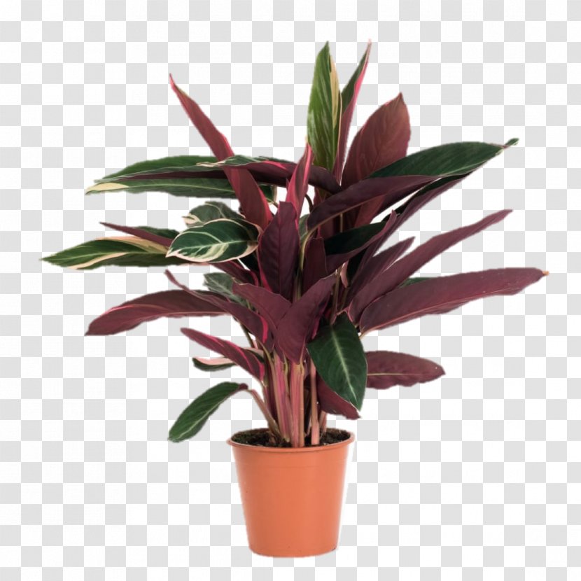 Maranta Leuconeura Calathea Ornata Houseplant Plants Zebrina - Calatheas - House Plant Transparent PNG