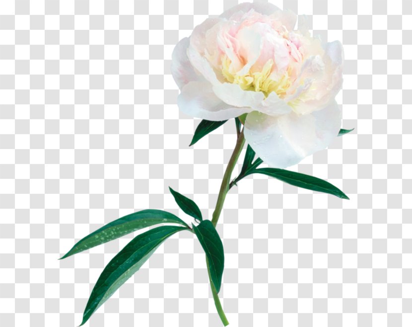 Peony Flower Clip Art - Seed Plant Transparent PNG