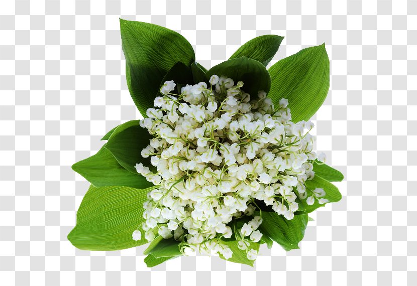 Lily Of The Valley 1 May Haute-Savoie - Plant Transparent PNG