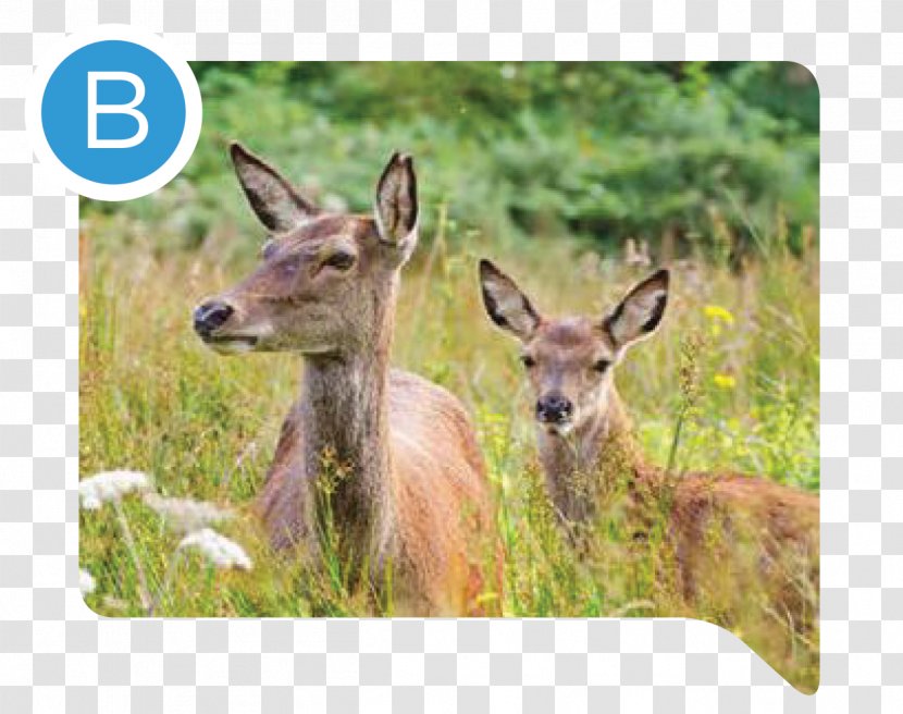 White-tailed Deer Cairngorms Elk Antler - Grassland Transparent PNG