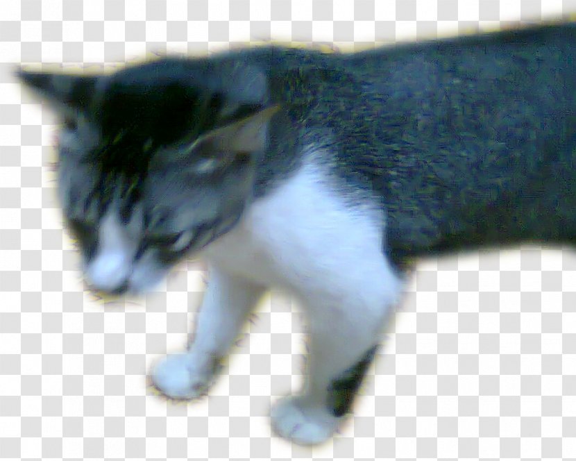 Whiskers Manx Cat European Shorthair Aegean Kitten - Small To Medium Sized Cats - Mata Kucing Transparent PNG