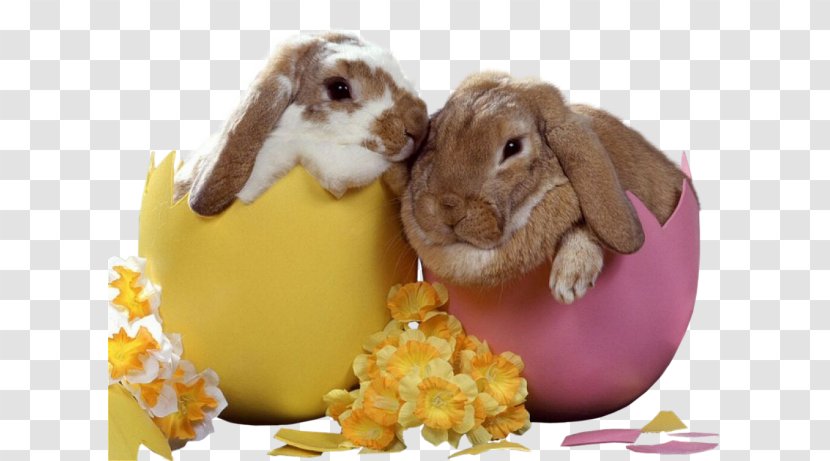Easter Bunny European Rabbit Leporids - Holiday - Eggshell Transparent PNG