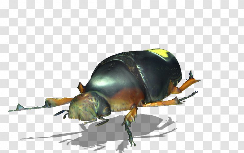 Dung Beetle Weevil Scarab Pest Transparent PNG