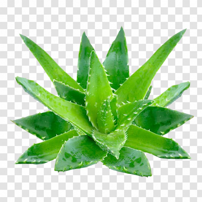 Aloe Vera Gel Oil Skin Extract - Aloes - Planta Transparent PNG