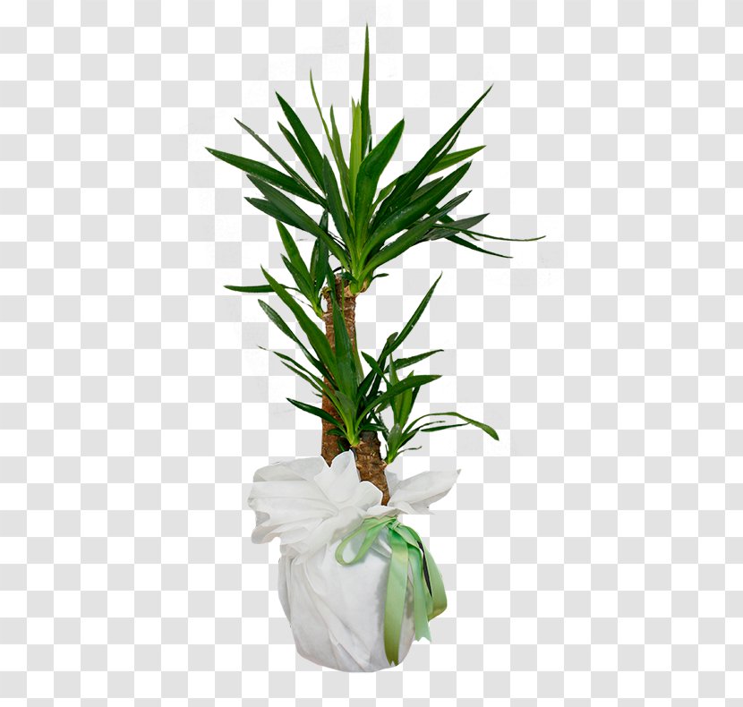 Arecaceae Flowerpot Houseplant Leaf Evergreen Transparent PNG