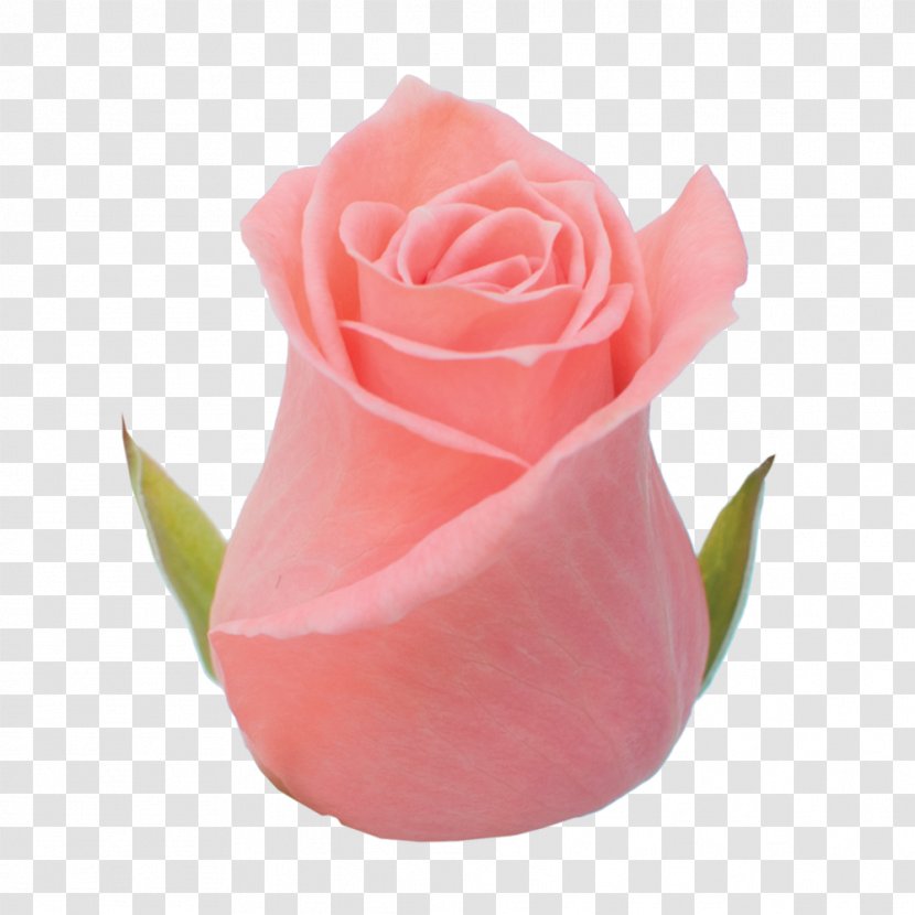 Garden Roses Cabbage Rose Pink Cut Flowers Petal - Flowerpot - Roza Transparent PNG