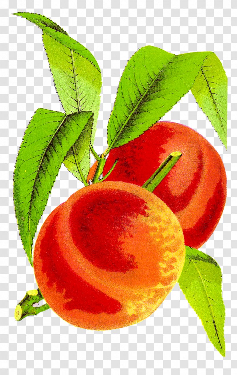 Peach Fruit Clip Art - Orange Transparent PNG