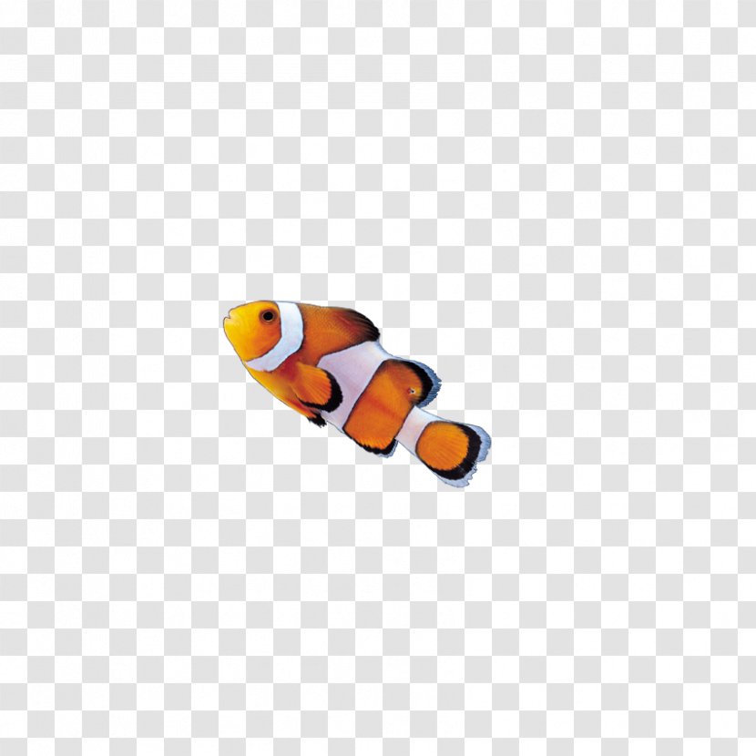 Insect Clownfish Akwarystyka Morska - Insects, Fish Transparent PNG