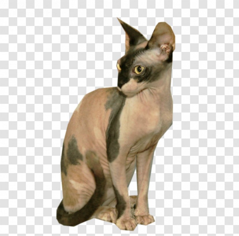 Sphynx Cat Devon Rex Peterbald Whiskers Chihuahua - Small To Medium Sized Cats - Kitten Transparent PNG