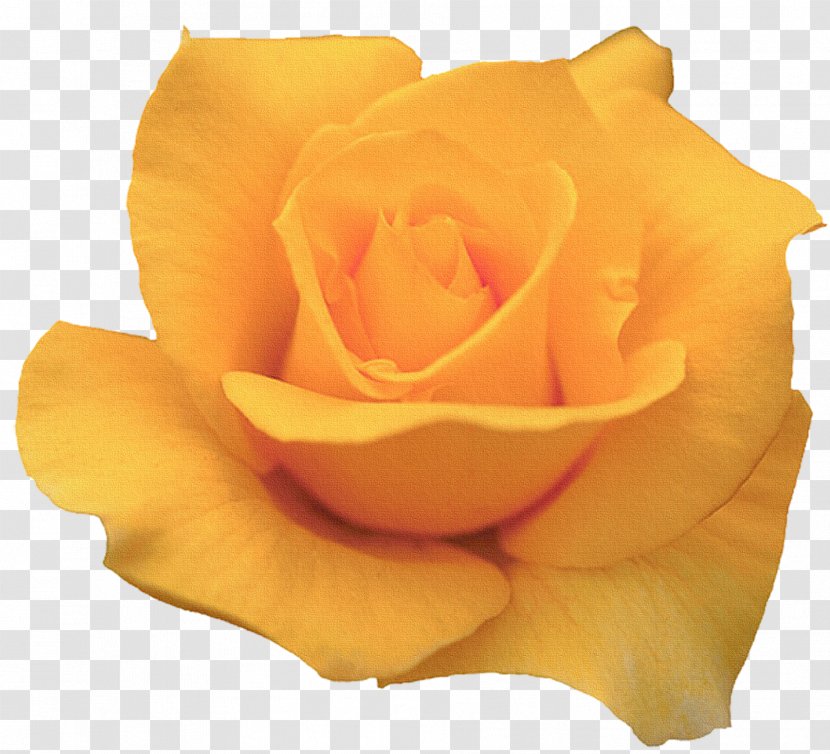 Garden Roses Yellow Flower Painting - Information Transparent PNG
