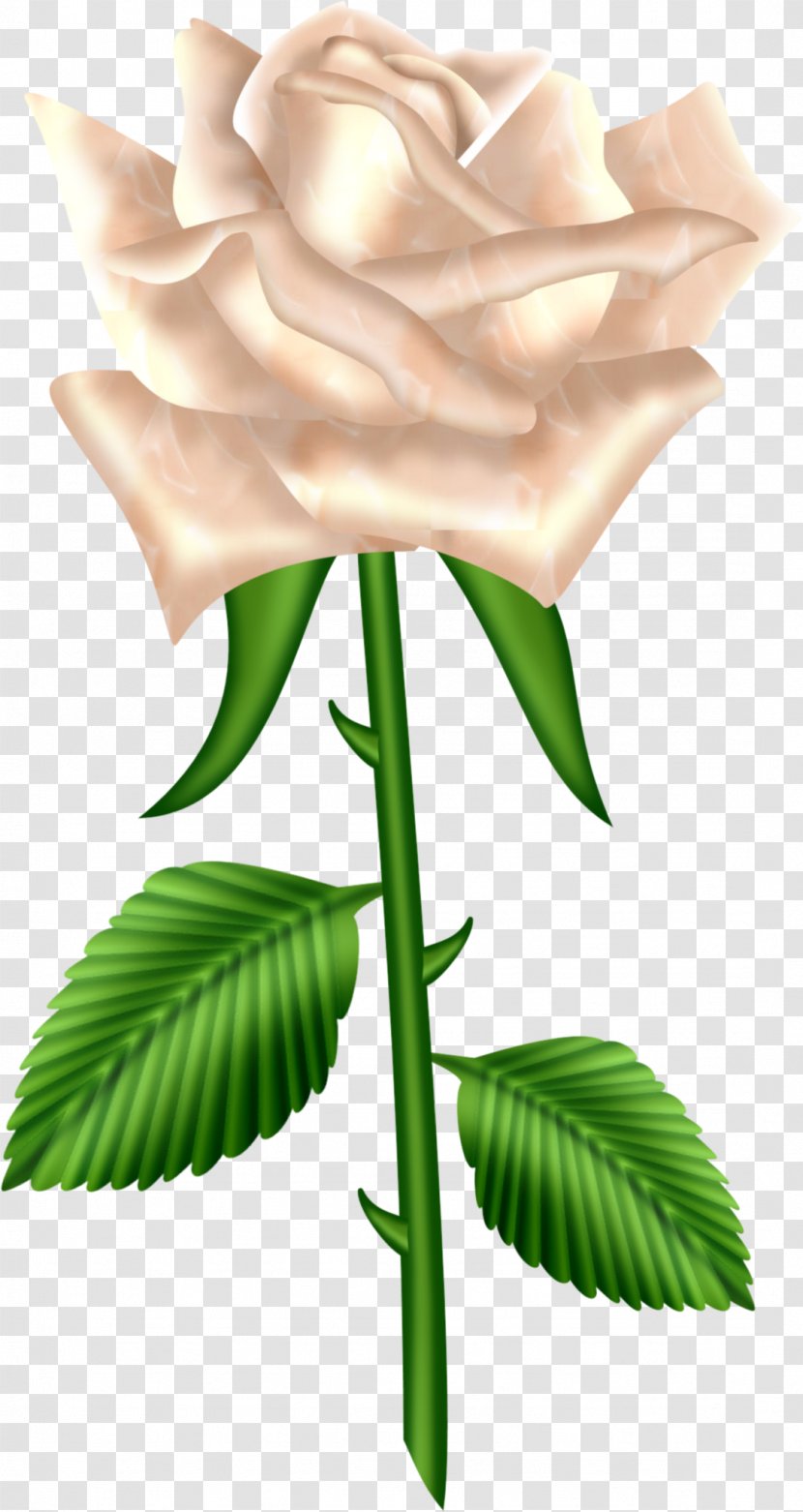 Rose Clip Art - Family - White Transparent PNG