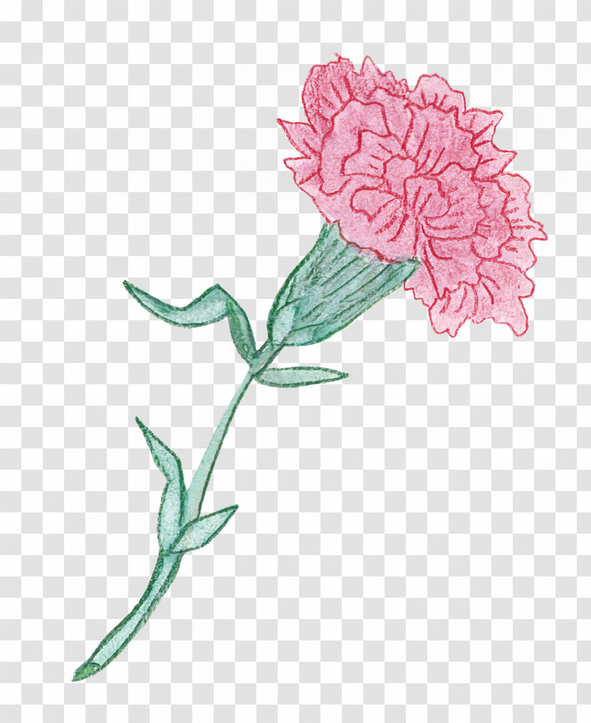 Flower Plant Pink Red Clover Pedicel Transparent PNG