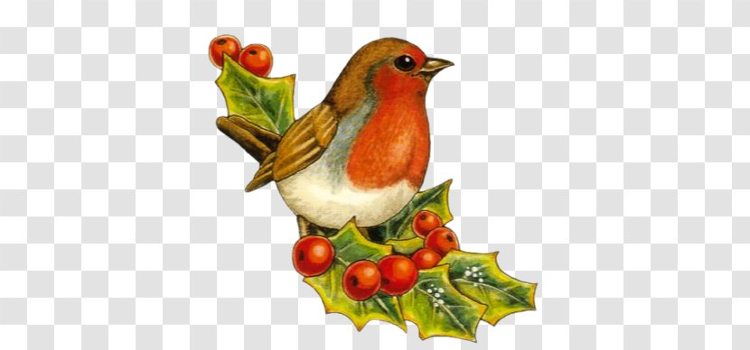 European Robin Bird Christmas Drawing Clip Art Transparent PNG
