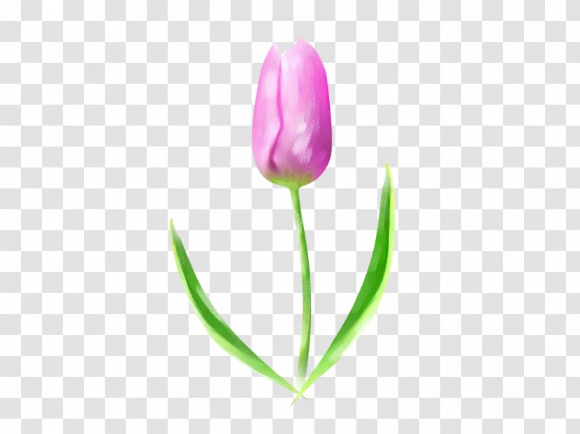 Tulip Download - Bud Transparent PNG